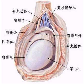 睾丸一大一小