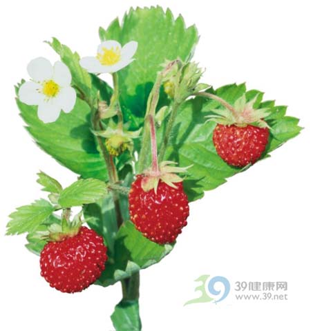教你不用挨饿安全甩掉脂肪