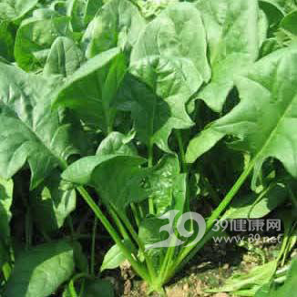 增肥食谱:菠菜炒鸡肝