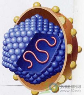 乙肝病毒如何传宗接代？