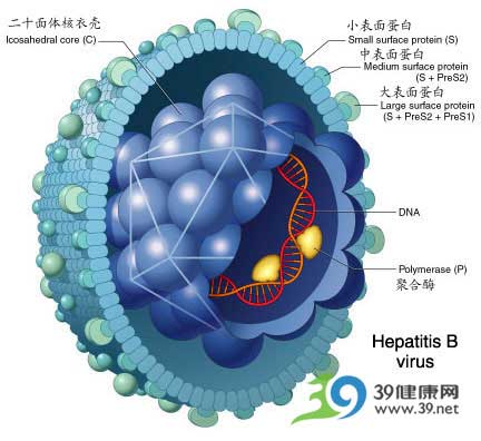 乙肝何时传染性强?