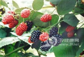补肾果子：桑椹