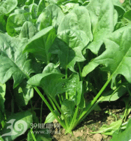 信不信由你 菠菜烹饪误区人人都犯