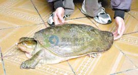甲鱼咬住不放怎么办？