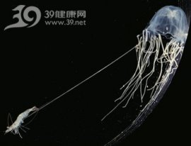 章鱼咬伤需谨慎处理