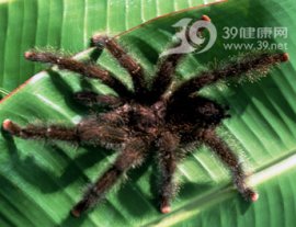 户外毒虫叮咬 现场救治