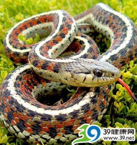 毒蛇凶狠 毒液首犯神经