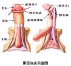 性交障碍