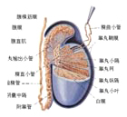 睾丸炎