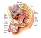 膀胱炎