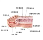 尿道下裂