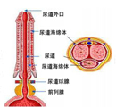 鞘膜积液