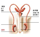 死精